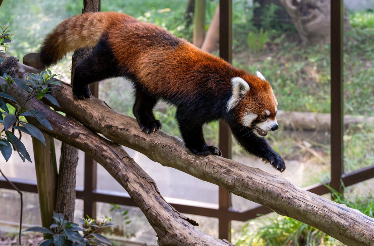 CbK2cA4AkktKJge's tweet photo. 『木上ランウェイ』

#レッサーパンダ 
#のんほいパーク #豊橋総合動植物公園
#愛知県 #豊橋市 #動物園
#α1II #α1Ⅱ #100400MC #SEL100400MC https://t.co/yoN4phYUys