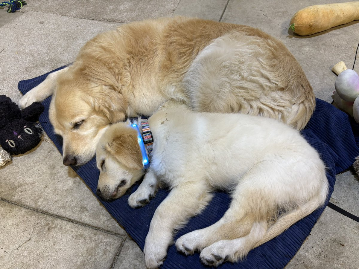 WalterTheGolden tweet picture