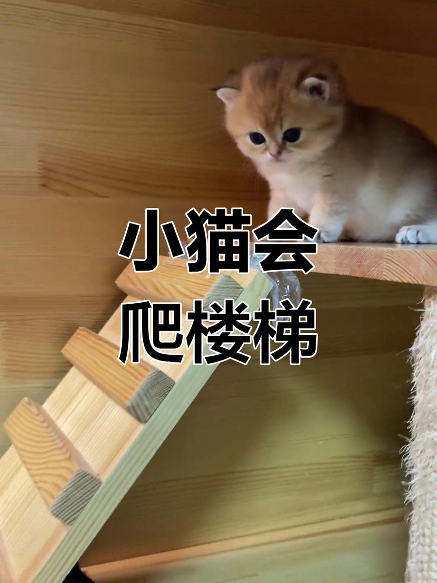 zivvrra1's tweet photo. 衛さんがジムで迷子の子猫を探し、目指す目標のために着実に階段を上がっています https://t.co/6DV3HoABIb