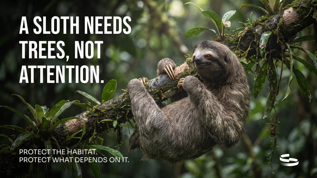 SlothCoinSLOC tweet picture