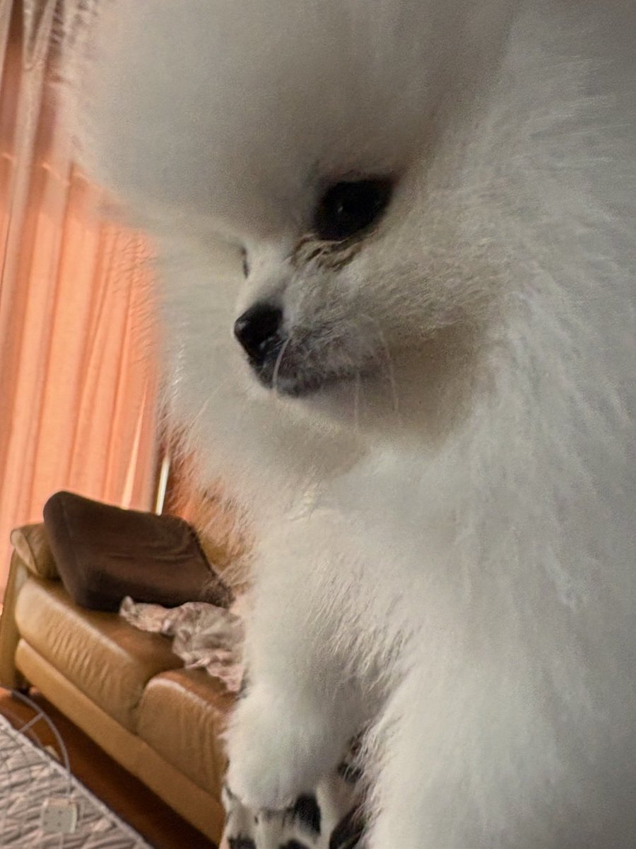 leo_daily_'s tweet photo. うちのいけめん🐶🐾

#ポメラニアン
#犬のいる暮らし
#犬好きと繋がりたい 
#子犬 https://t.co/qg2PWxKp16