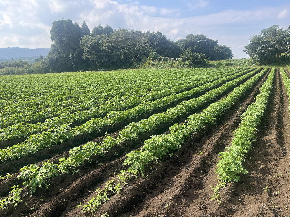 kentani_0222's tweet photo. 野菜の成長は早い。
もうすぐ大塚のジャガイモが全国へ届きます。米国産ジャガイモの輸入解禁はNO！ https://t.co/UAlvEItgnH