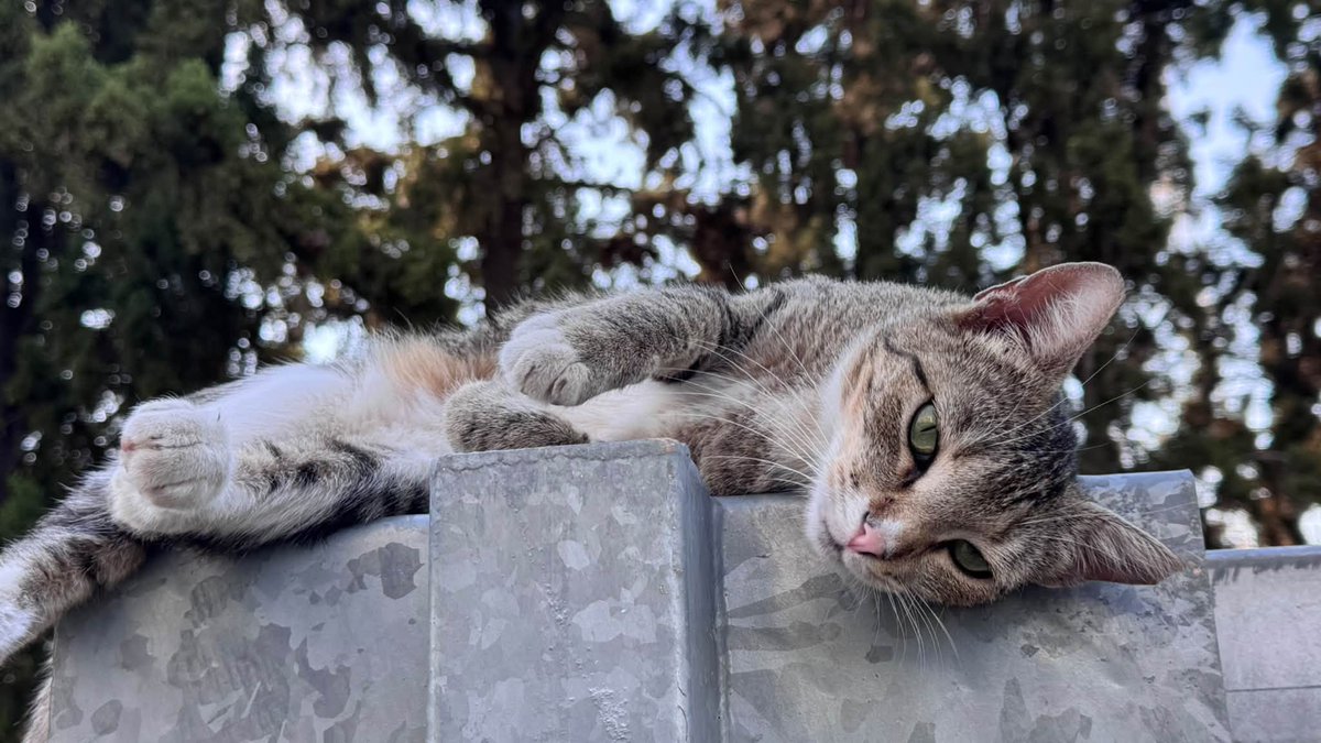 kbenetatou's tweet photo. 🐱H Μπουμπού, 1 έτους, με τα πιο όμορφα πράσινα μάτια, ψάχνει το παντοτινό της σπίτι!
✔️ Στειρωμένη, εμβολιασμένη, αποπαρασιτωμένη
✔️ Για μέσα στο σπίτι
✔️ Μεταφορά οπουδήποτε στην Αττική
✔️ Με συμβόλαιο υιοθεσίας
📍 Ίλιον | 💬 DM
Κάνε RT να τη βρει!
#γάτα #adoptdontshop https://t.co/amGLm9Y2iD