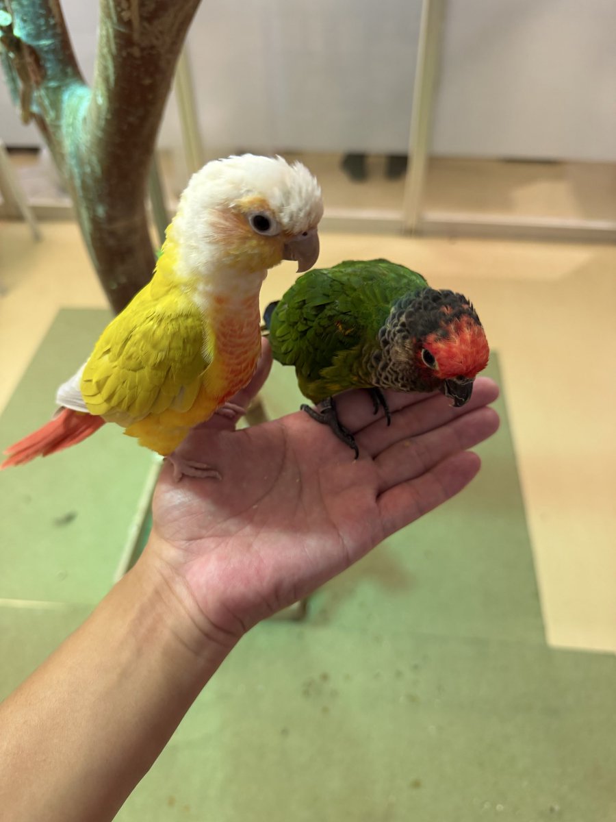 suzuki_himajin's tweet photo. #ホオミドリアカオウロコインコ
#セキセイインコ #コザクラインコ
3枚目のコザクラさんがずーっと私の手をぺろぺろしてました
私汗っかきなもんで😅

2026.10.10
#Moffanimalcafeイオンモール幕張新都心店 #Moff #千葉県 #千葉市 #アニマルカフェ
#ホオミドリウロコインコ #ウロコインコ #インコ https://t.co/3RgJMCvQOy