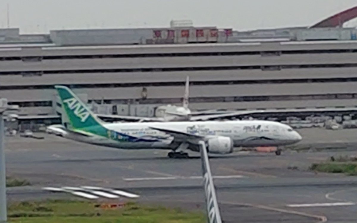 s_eri_405's tweet photo. 緑の #ANA ✈️ https://t.co/WKgcEq1ECp