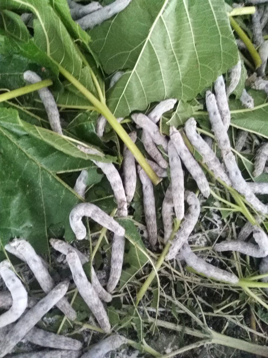 B7J76E's tweet photo. Salt leaves, silkworms, and a quiet morning in the countryside—simple joys that feel like home. https://t.co/YgHRm9kcO3