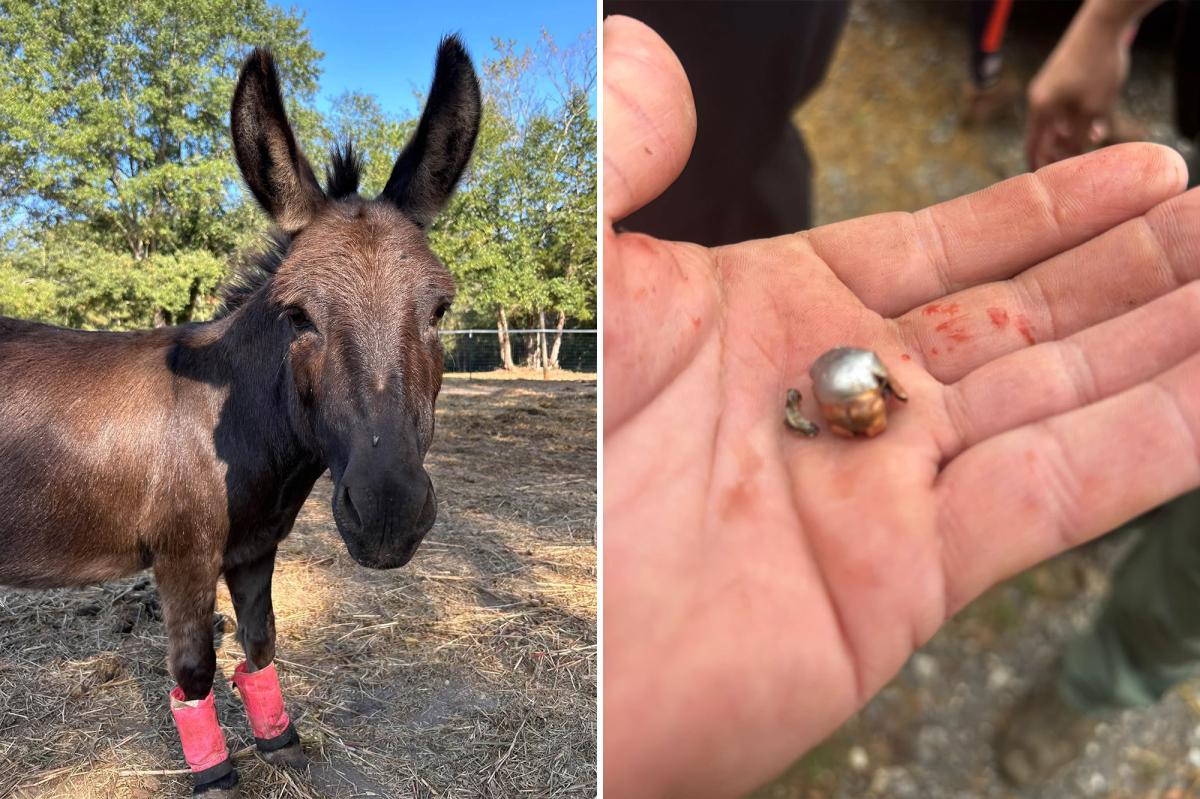 nypost's tweet photo. Beloved therapy donkey killed by hunter who blames bad shot https://t.co/XfU6iIIs3n https://t.co/7vuOFPcd0o