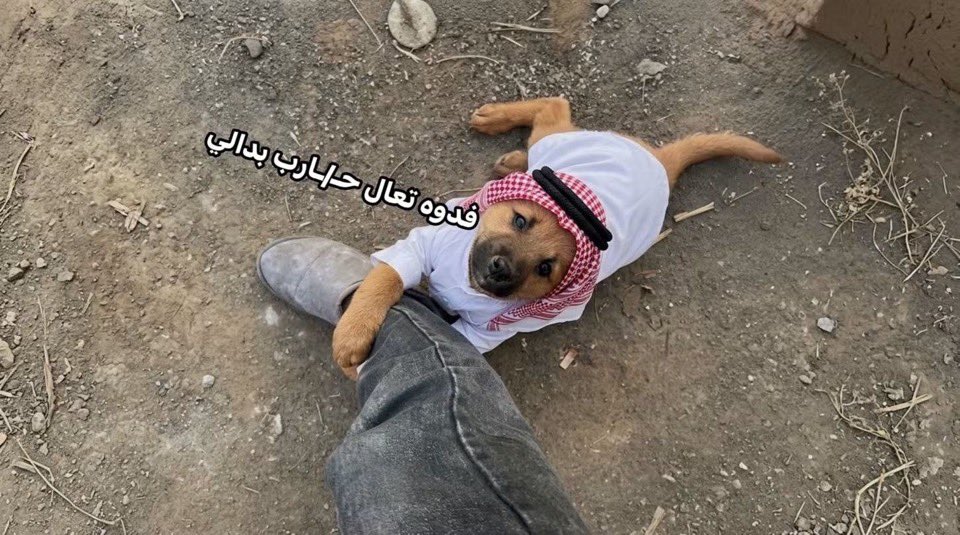 louysrs's tweet photo. @Ziadktech الاماراتي عند الحوثي https://t.co/gF9vZJmcwg