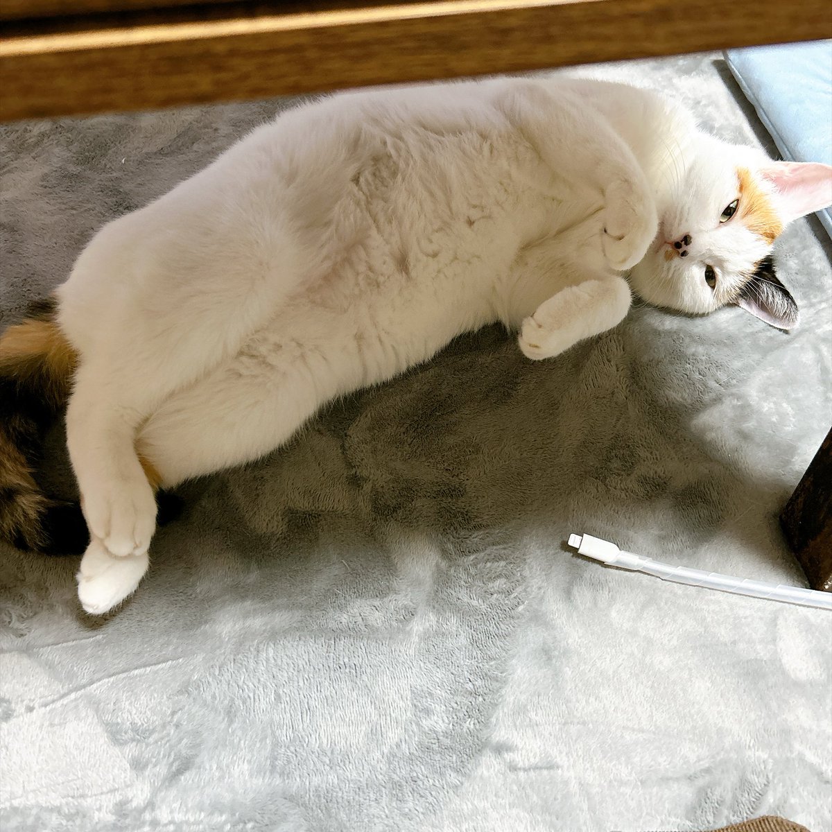 tmk0o0iii's tweet photo. なんだかとってももっちり https://t.co/rf6hYWrL3J