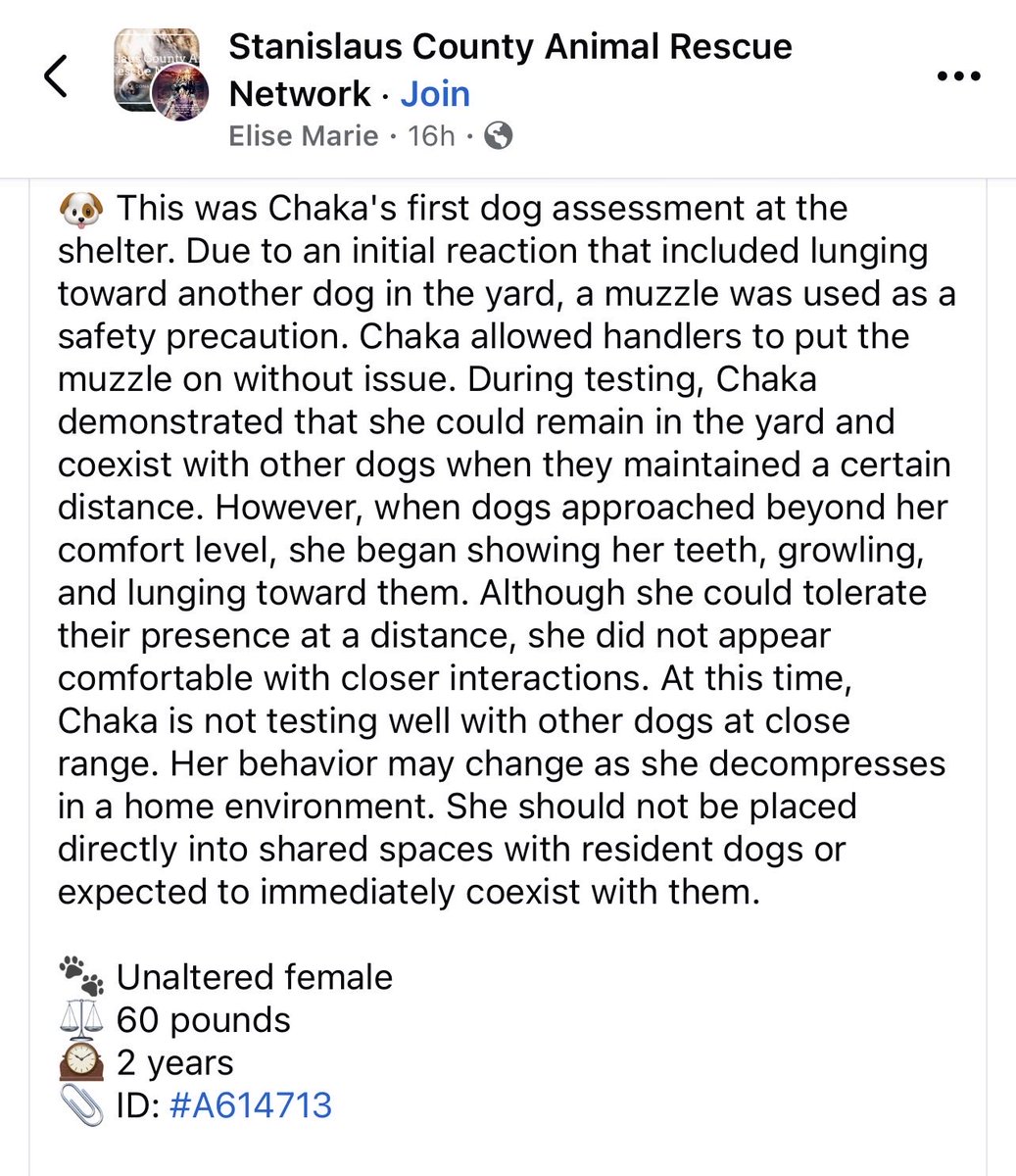KellyG581976179's tweet photo. 2 year old Chaka, and her Shelter Notes❤️ https://t.co/qjfcx0CT4I