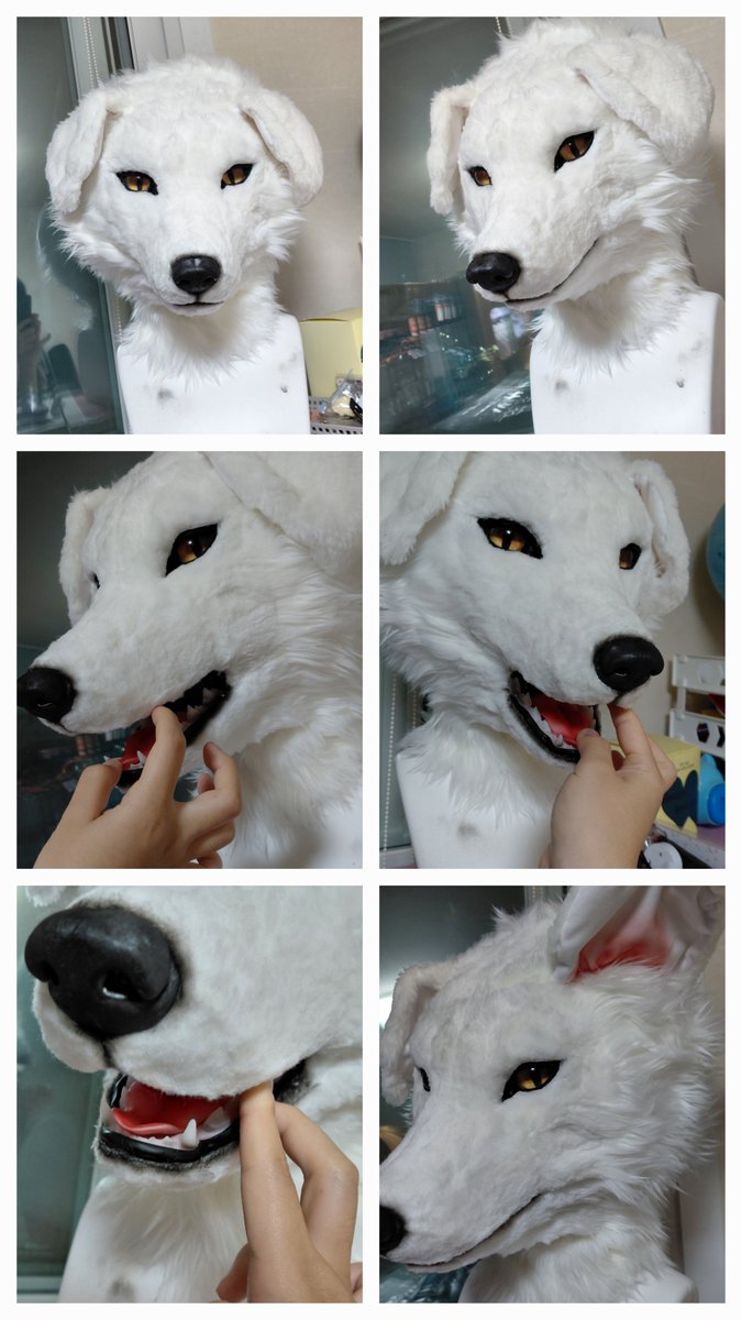 Furry_nautilus's tweet photo. Commission Work
내려간 귀가 매력적인 하얀 강아지를 작업했습니다 🤍🤍
앞으로의 활동을 기대할게요!!
#Fursuit 

Owner(@Rylai262) https://t.co/wfhtJG8Ovh