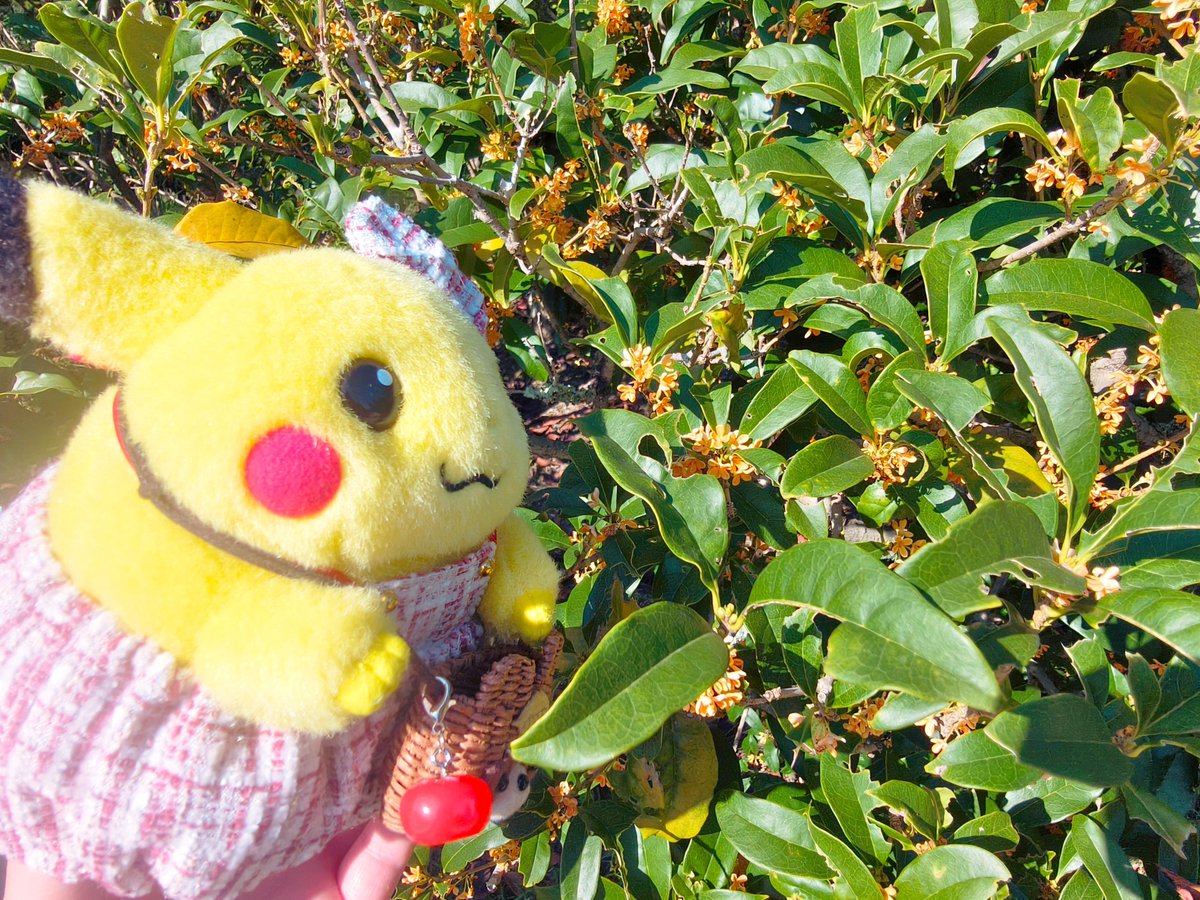 pokepika_saa's tweet photo. くんくん…✨ https://t.co/CA5gwel5Og