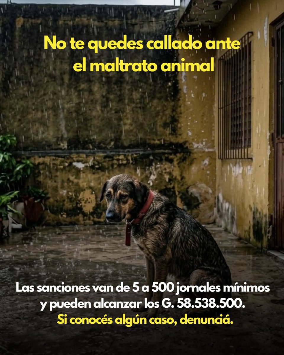 AmericaTVPy's tweet photo. 🐶 Casi G. 60 millones de multa por maltrato animal

👉🏻 Dejar una mascota bajo la lluvia o sin alimentación podría constituir maltrato animal y derivar en sanciones económicas.

📌 La Dirección de Defensa Animal también habilitó un portal para denunciar casos y facilitar el reporte de situaciones que pongan en riesgo a los animales.

⚠️ Denunciá en https://t.co/EdwERWSdzQ

#AméricaTVPy