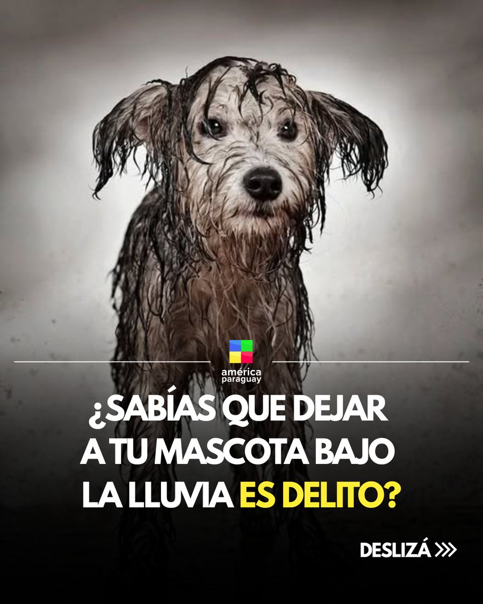 AmericaTVPy's tweet photo. 🐶 Casi G. 60 millones de multa por maltrato animal

👉🏻 Dejar una mascota bajo la lluvia o sin alimentación podría constituir maltrato animal y derivar en sanciones económicas.

📌 La Dirección de Defensa Animal también habilitó un portal para denunciar casos y facilitar el reporte de situaciones que pongan en riesgo a los animales.

⚠️ Denunciá en https://t.co/EdwERWSdzQ

#AméricaTVPy