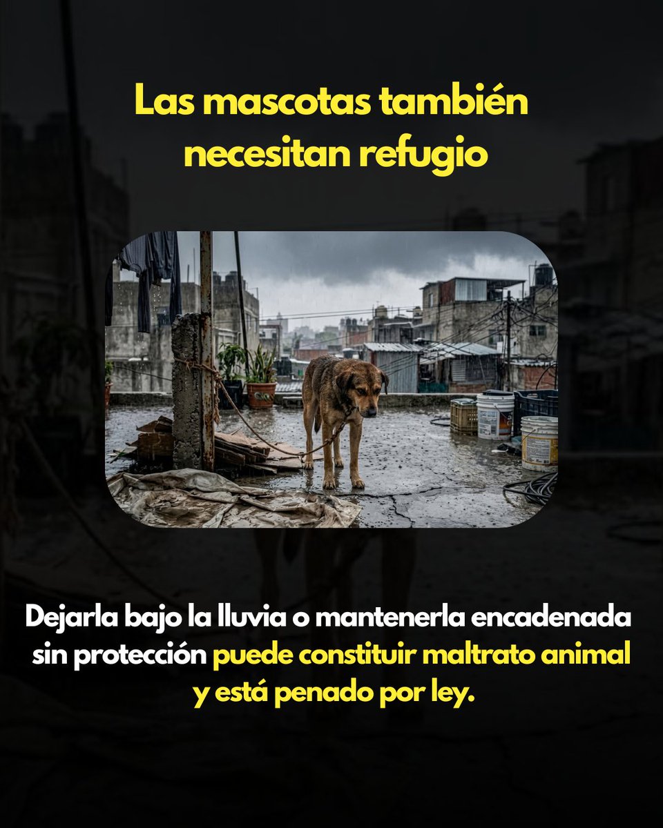 AmericaTVPy's tweet photo. 🐶 Casi G. 60 millones de multa por maltrato animal

👉🏻 Dejar una mascota bajo la lluvia o sin alimentación podría constituir maltrato animal y derivar en sanciones económicas.

📌 La Dirección de Defensa Animal también habilitó un portal para denunciar casos y facilitar el reporte de situaciones que pongan en riesgo a los animales.

⚠️ Denunciá en https://t.co/EdwERWSdzQ

#AméricaTVPy