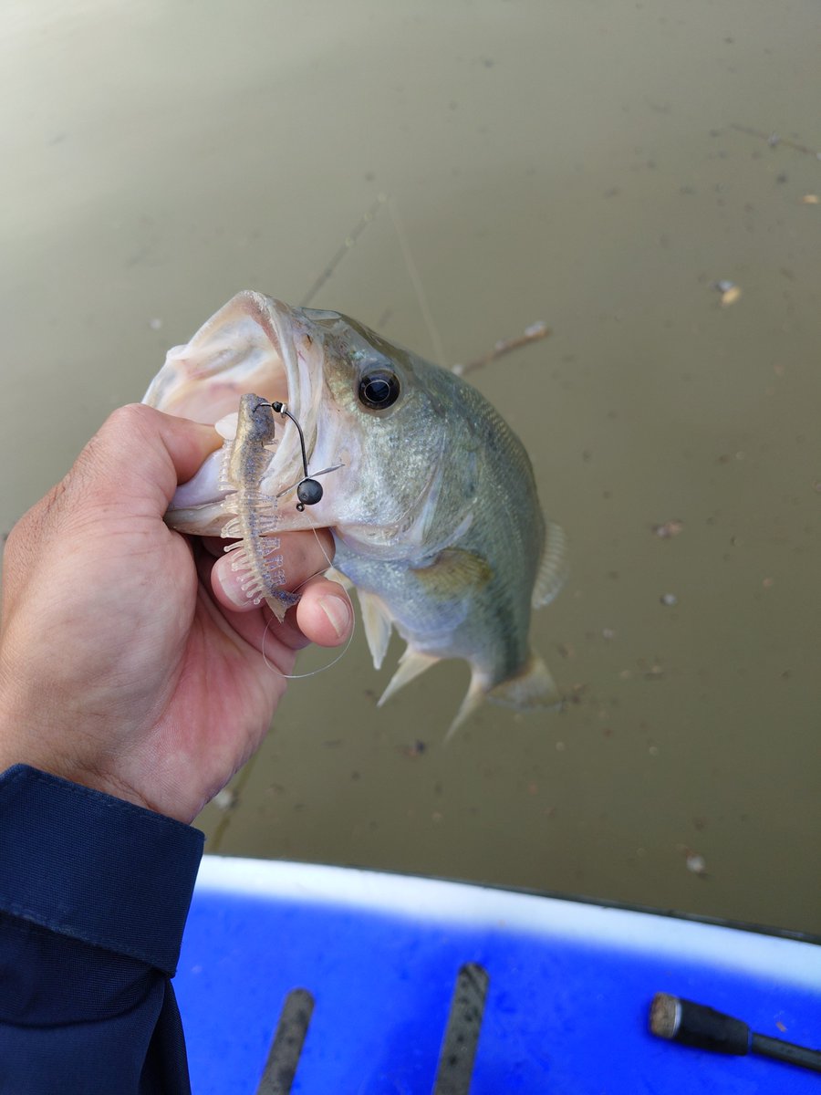 A0PBFrByX13rf7f's tweet photo. 亀山ダムも濁りのピークは過ぎていて魚は沖目、プラで良かったのはフィーラカンス2.5＋ウィールヘッドのスイミング

インタレストミノーはストップ＆ゴーで止めた時にSFなので浮上してる最中にバイトが出ました。

PR

#DSTYLE
#フィーラカンス
#インタレストミノー https://t.co/q5YySYsY5s
