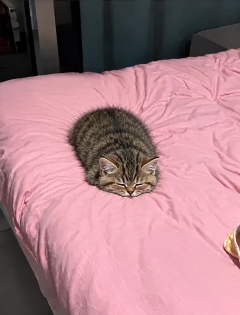 cutestscats's tweet photo. cozy https://t.co/znXNlgCSlD