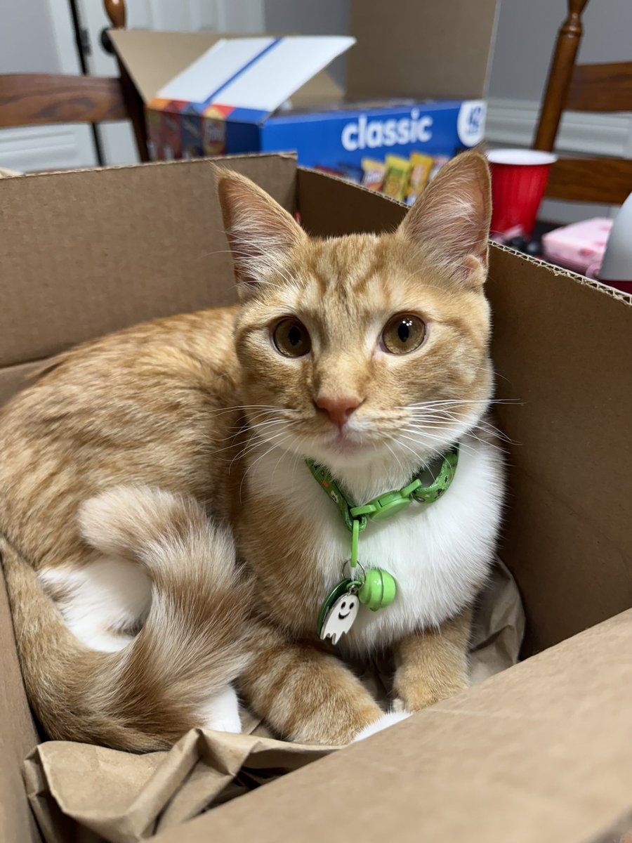 pikariwoo's tweet photo. oh uhm hi everybody !!!! this is mango~ it’s funny how fancy she looks in this photo when in reality she’s quite the menace. she also has a sister named boo! i am glad you all find her cute 💛 https://t.co/EzdGCt7dNB