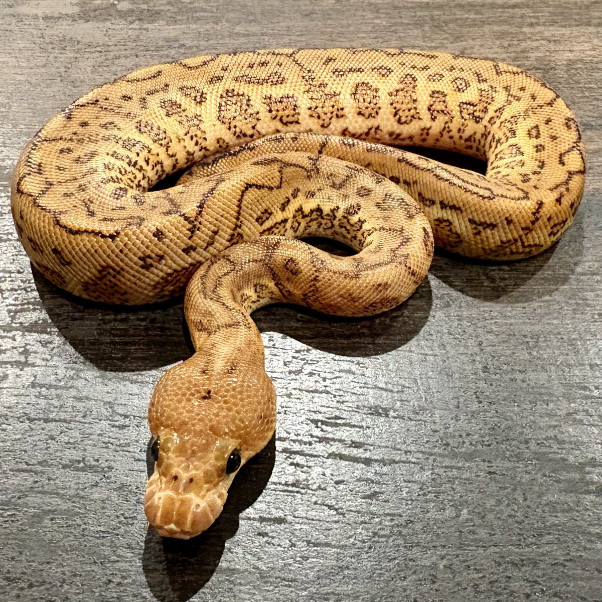 Ttri_BallPython's tweet photo. 販売個体紹介
ピンポンペイ
先日ご紹介したピンポンペイを親に持つ個体になります!
ゴールド色に親譲りの複雑な表現が見られ全体通して華やかな印象をもつ個体です!
*気になる生体がいましたらお気軽にDMお待ちしております🐍
#T_tri
#ボールパイソン
#prcs26 https://t.co/djKEQMxmVN