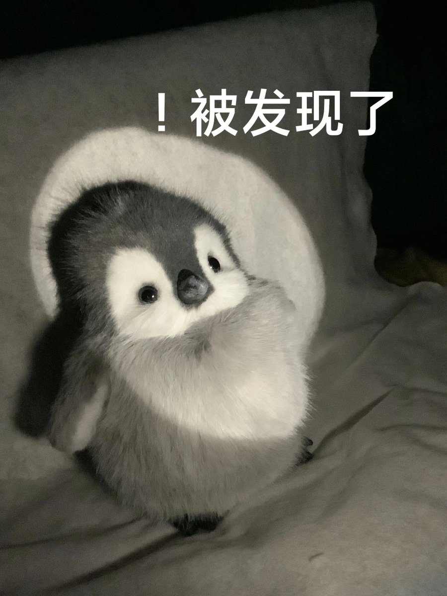 LacK5b2_i's tweet photo. [ペンギン、まるで“么毙猩苏认”みたいな反応でかわいい]， https://t.co/1F8KYB85V5