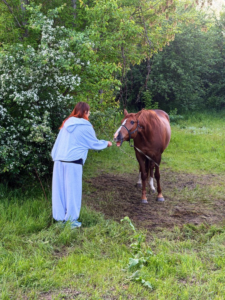 FoxyFever69's tweet photo. Just look at this beauty! I love animals, do you? 🐴❤️ https://t.co/Zd8KKqwpXq