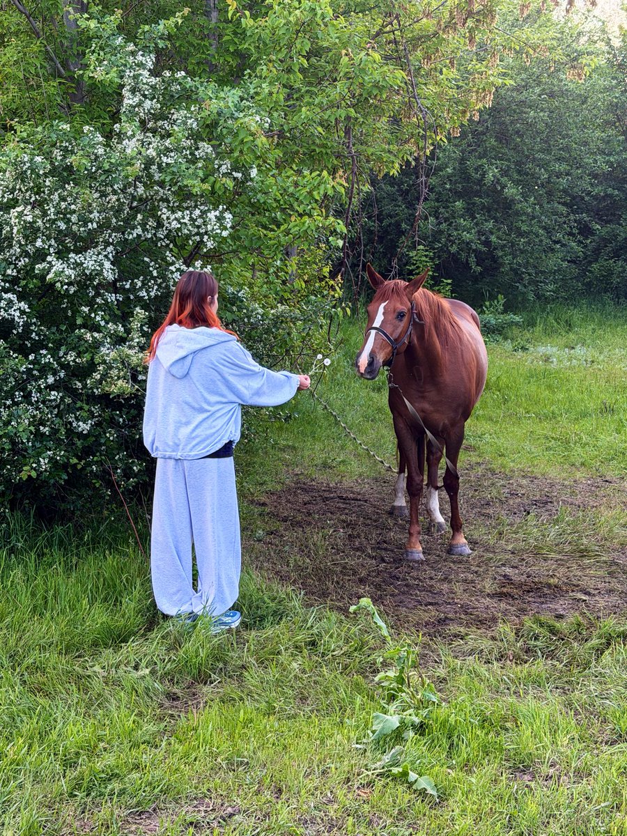 FoxyFever69's tweet photo. Just look at this beauty! I love animals, do you? 🐴❤️ https://t.co/Zd8KKqwpXq