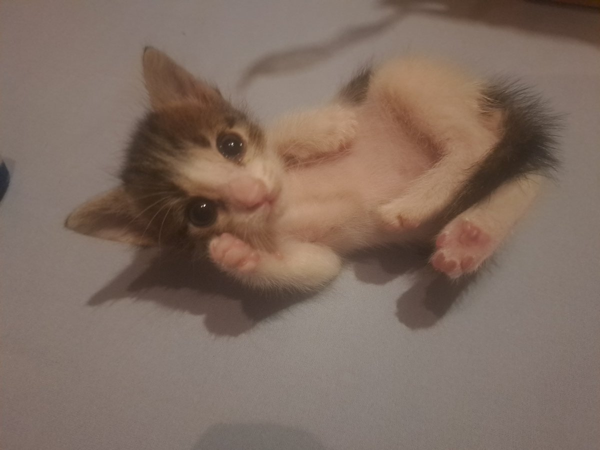seniariyorken's tweet photo. Annesiz bulduğumuz, biberonla besleyerek büyüttüğümüz 4 yavrudan biri Yaşar. Doğuştan hastaymış, zorlu bir yol var önünde. Zaten yuva bulmak zor, onu ben sahipleniyorum.
Ama diğer kardeşleri yuvasız. Hayata zaten annesiz, şanssız başlayan bu canlara yuvanızı açar mısınız 🥹 https://t.co/G8pEcPotzC