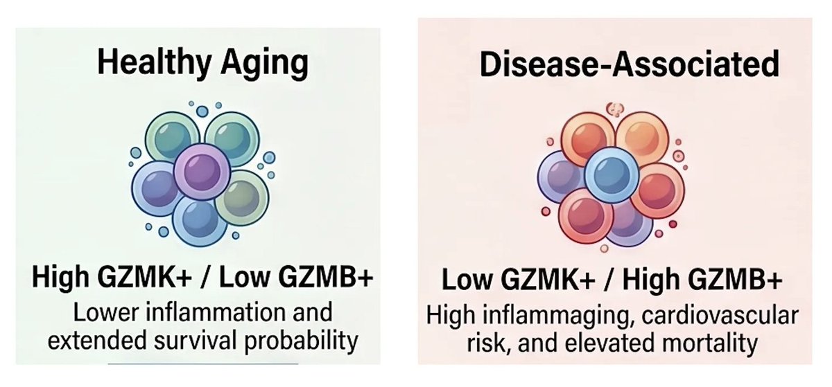 EricTopol's tweet photo. It's late 2026 and we still don't have a way to assess a person's immune system status in the clinic, the underpinning of healthy aging. But soon there may be at least 3 ways!
https://t.co/f4A7LaN4Wf https://t.co/zkoj7XDuPS