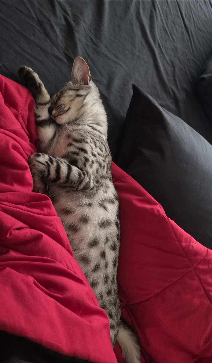 Farouk_assault's tweet photo. Maximilian doing the Hitler Salute in his sleep https://t.co/7wLLGntWFT