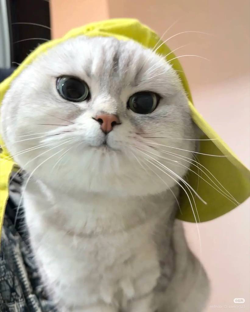 aislk821190's tweet photo. Just a cute snapshot of my kitty snuggled up in their little hood. https://t.co/xj4qV2KLo2