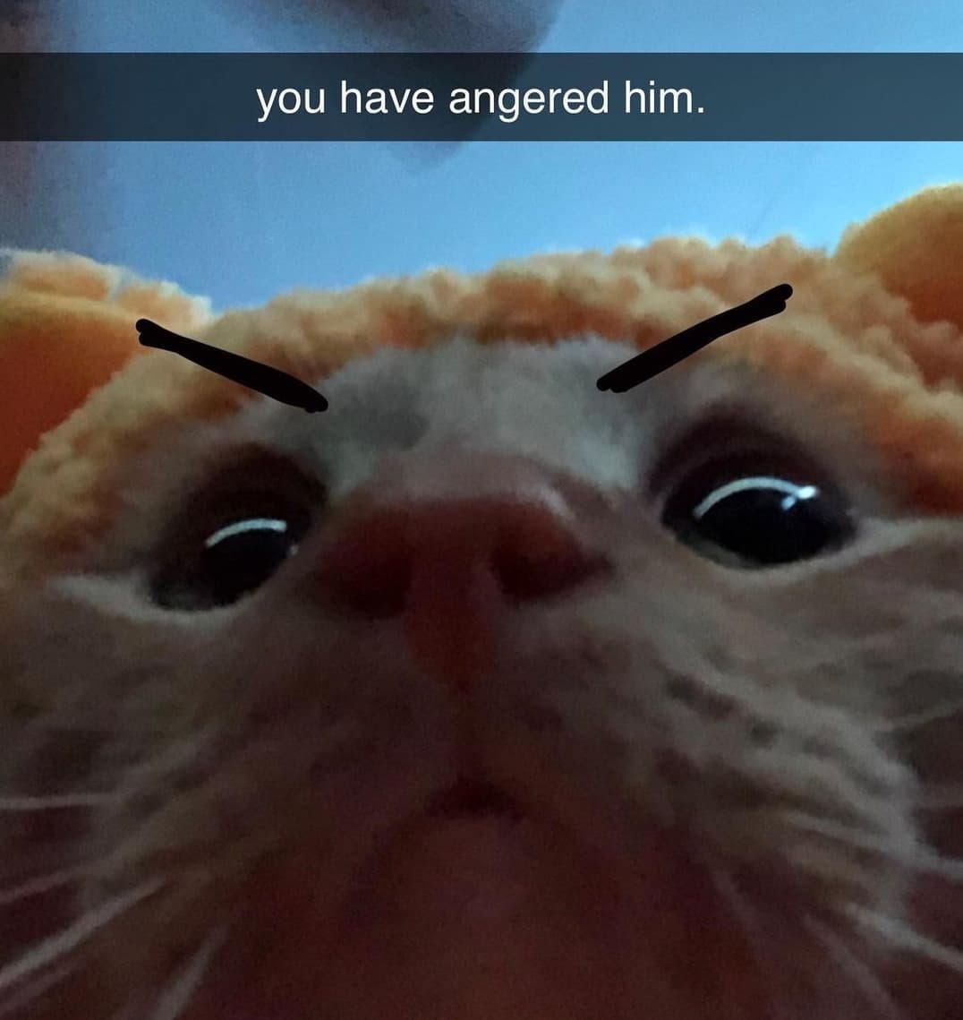 PunchingCat's tweet photo. https://t.co/FO3FSKqh82