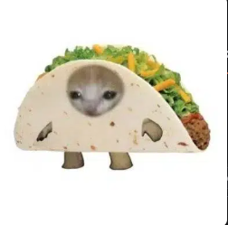 ocd67_'s tweet photo. @ChipotleTweets @Sprinkledhome what do yall think about this taco cat https://t.co/hERPF2WqfR