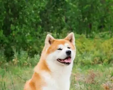 INputw18mz's tweet photo. 澄んだ空の下、澄嚎する犬が道端を歩く人を案内。通行人は皆、その無邪気な姿に笑顔になる！ https://t.co/cKlnxYwZ4U