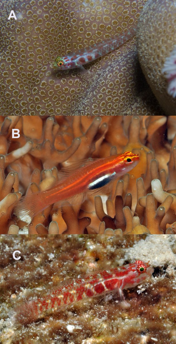 IchsAndHerps's tweet photo. Phylogenomic Analysis of the Dwarfgobies (Teleostei: Gobiidae: Eviota and Sueviota)

by Gómez-Buckley, Vaz, Pedraza Marrón, Goatley, Erdmann, Greenfield, and Tornabene

OPEN ACCESS DOI link: https://t.co/x80L8S4WYG https://t.co/r0PiGQo6zK