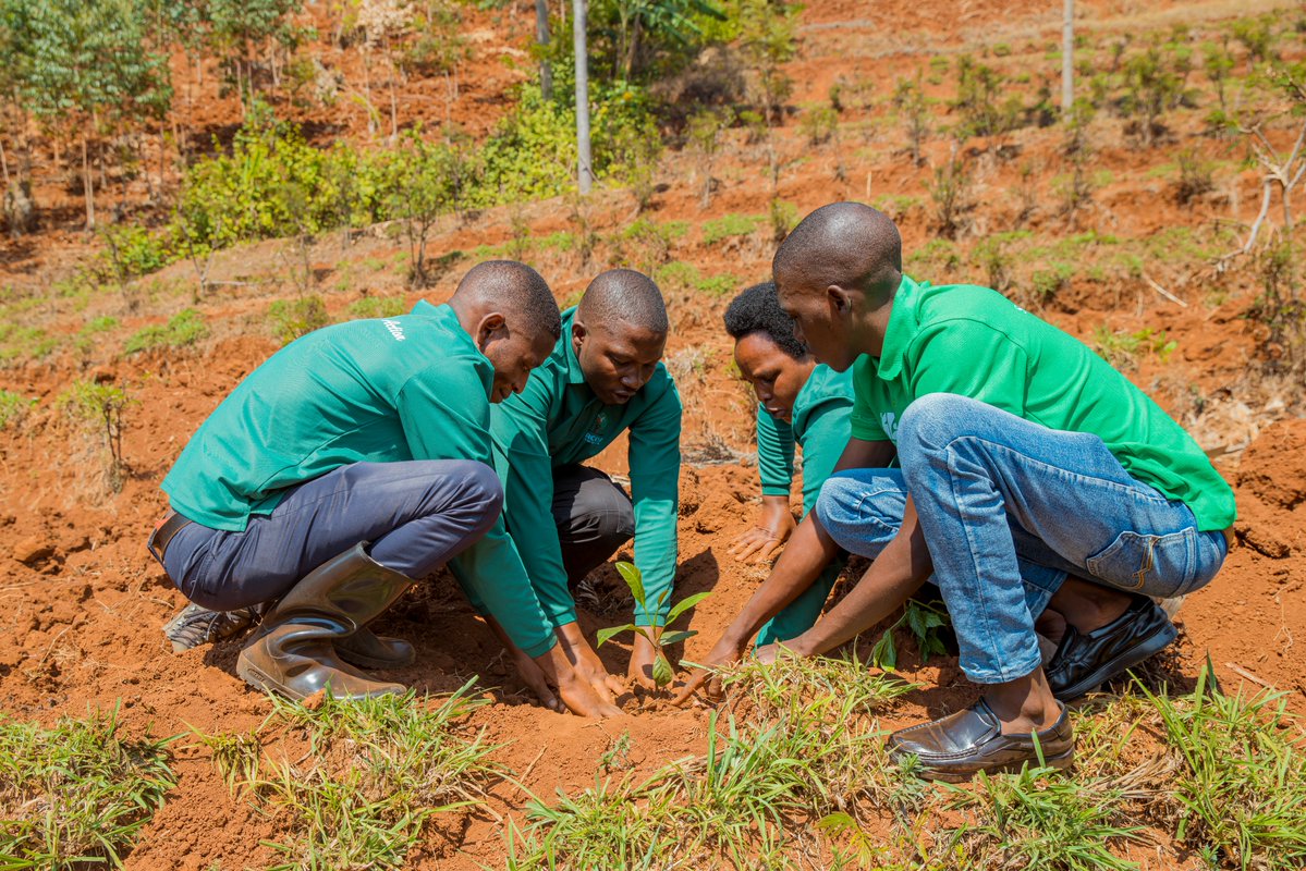 ARCOSNetwork's tweet photo. Today, we officially launched our #RwandaClimateMonth activities with a community tree-planting exercise, marking the start of the new agricultural season and reaffirming our collective commitment to landscape restoration, climate resilience, and sustainable livelihoods. https://t.co/eSRxyv6U7O
