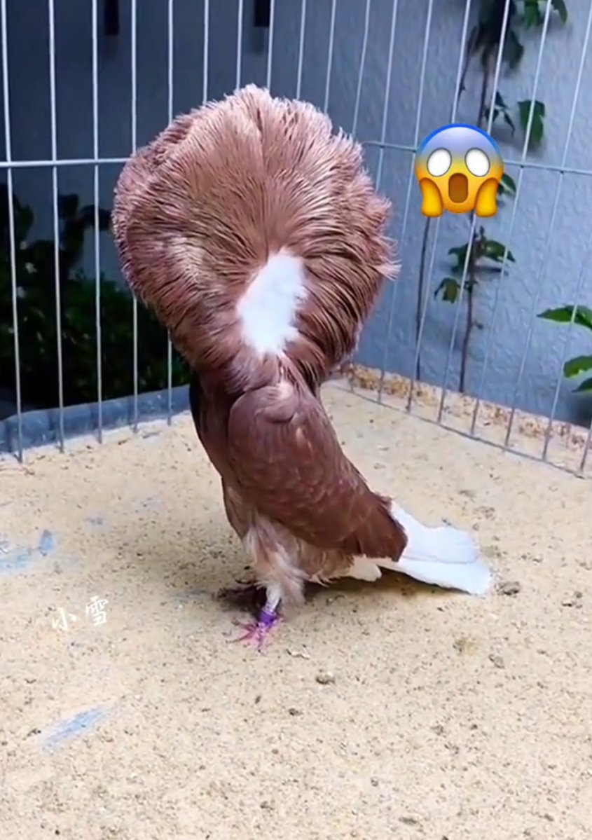 mibcg1ttKRu3pJx's tweet photo. [小鳥カフェで見つけたホウジロコマドリ、羽を弾ませて可愛すぎる] https://t.co/Fs0htB9zIh