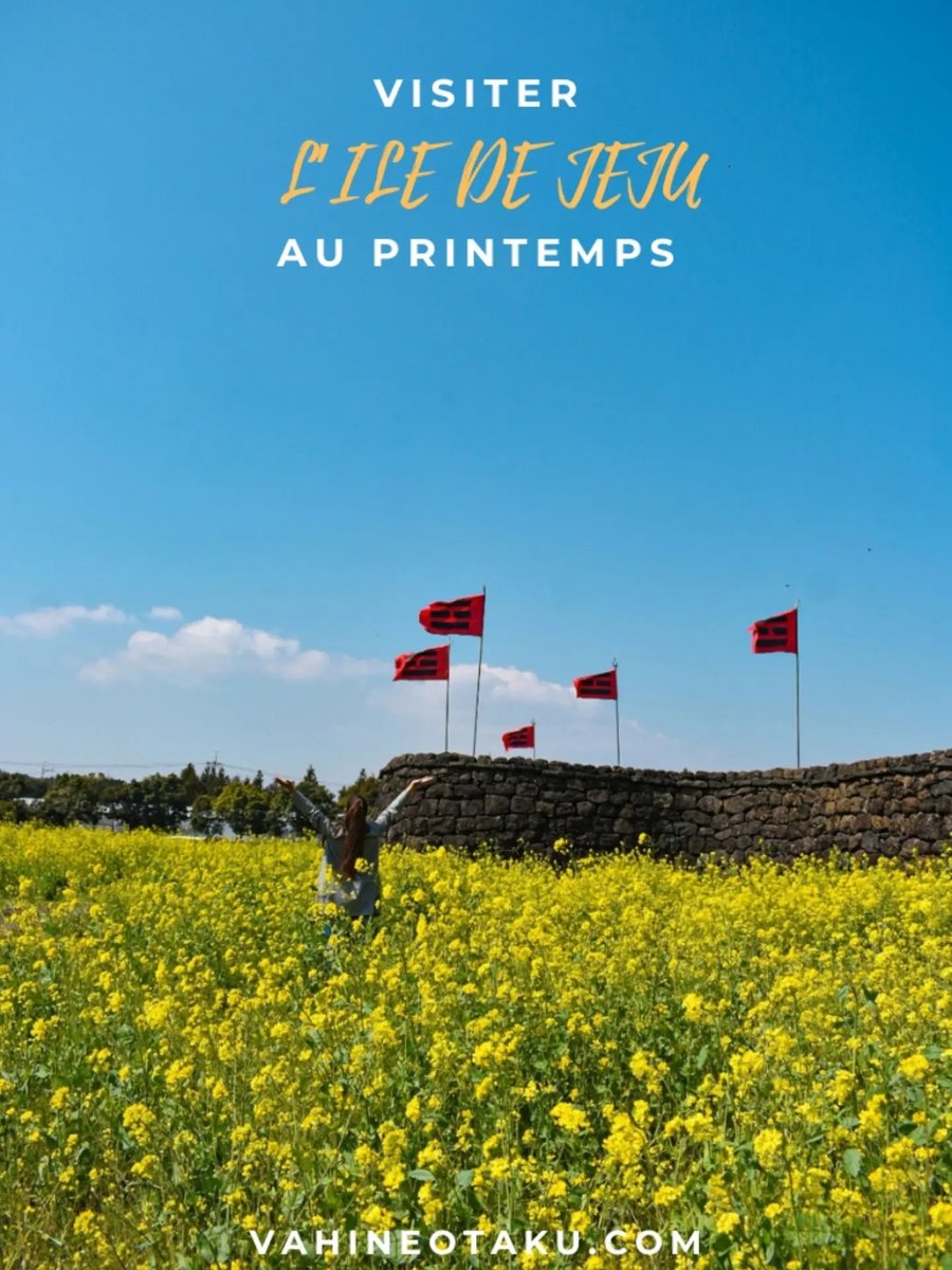 alisonw18's tweet photo. Visiter l’île de Jeju au printemps : champs de fleurs, villages historiques, cafés chaleureux et mandarines. Itinéraire disponible sur le blog. https://t.co/PCGiar1Ha9
