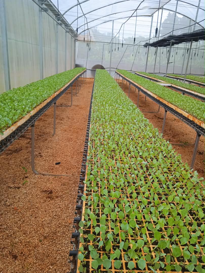 Yirlemaisi's tweet photo. Entre las variedades de vegetales, que la UBPC  Iraelda Marzo García planta por estos días, está la col o repollo como aquí en #Maisí decimos. #GenteQueSuma https://t.co/gEkZOSeZZ5