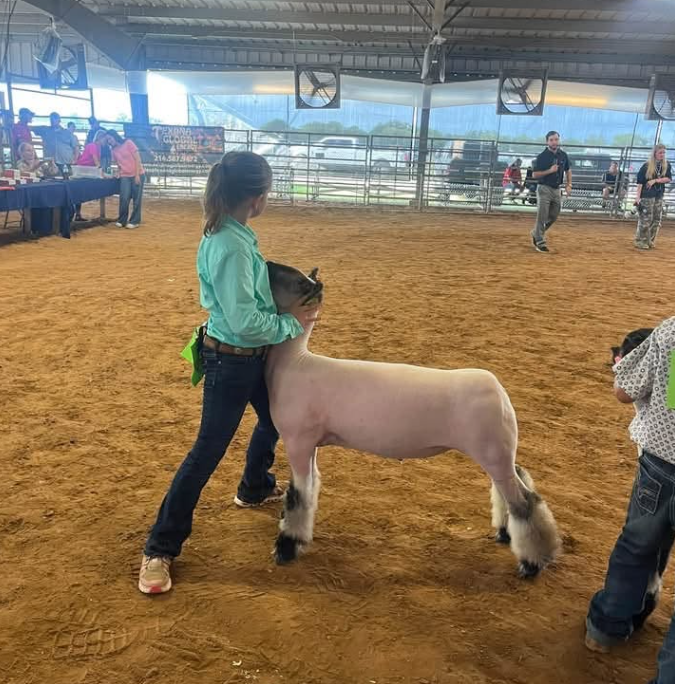 PomonaElem's tweet photo. It’s another buckle for our very own Payton Quinn!

Payton is a Class Champion at the 2026 Brazoria County Fair Market Swine Show-- and-- her rabbit placed 9th-- and-- her lamb placed 5th! WOW! 

We are so proud of you, Payton! We love seeing you shine! 
#PomonaProud #WeSeeYou https://t.co/tE9OsJNBhh