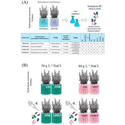 Environ_MDPI's tweet photo. #OpenAccess

Endophyte-Assisted Phytoremediation by the Halophyte Halocnemum strobilaceum Coping with Extreme Salinity and Hydrocarbon Pollution

👉 https://t.co/1bAZQcgtO0
#phytoremediation #halophytes #hydrocarbon_pollution #salinity https://t.co/odHzLnRqgK