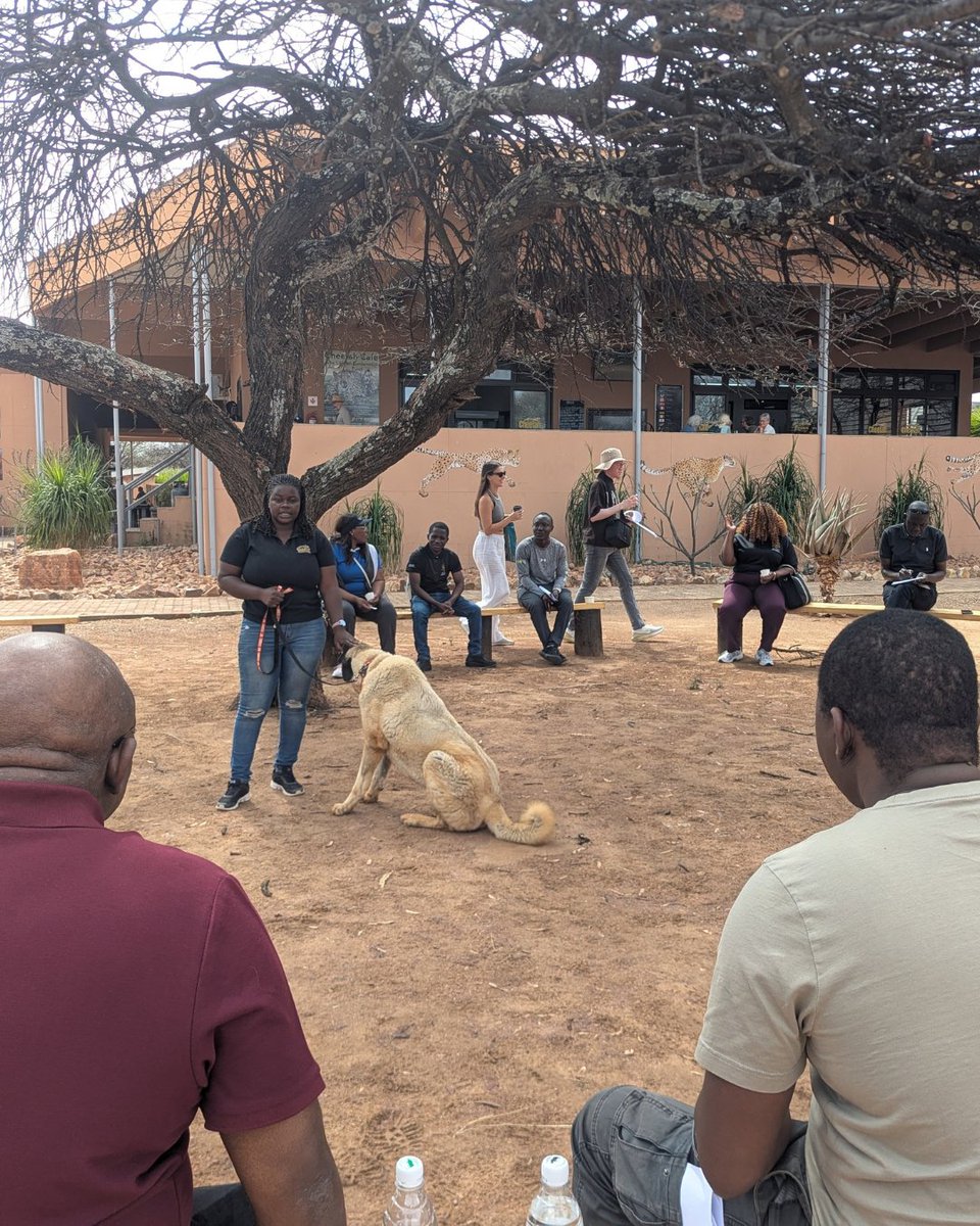 CCFCheetah's tweet photo. Cheetah Conservation Fund (CCF) was pleased to host representatives from the National Commission on Research, Science and Technology (NCRST) and international partners involved in the Science Granting Councils Initiative (SGCI), who were in Windhoek for the SGCI All Partners Forum 2026.

Hosted by Dr. Tim Hofmann, Conservation Scientist & Canine Specialist at CCF in #Namibia, the visit provided an opportunity to showcase the wide range of programs and approaches utilized by CCF to protect #cheetahs and their habitat. It was a very productive visit and we were pleased to have the opportunity to exchange ideas and discuss potential areas for future collaboration.

A big thank you to everyone across CCF who contributed to making the visit a success! We look forward to building on this exchange and strengthening future #collaboration!