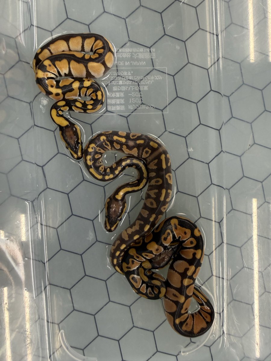ballpythonari's tweet photo. OD het Sentinel x OD het Sentinel 🤤 https://t.co/OlHKZ3JfsW