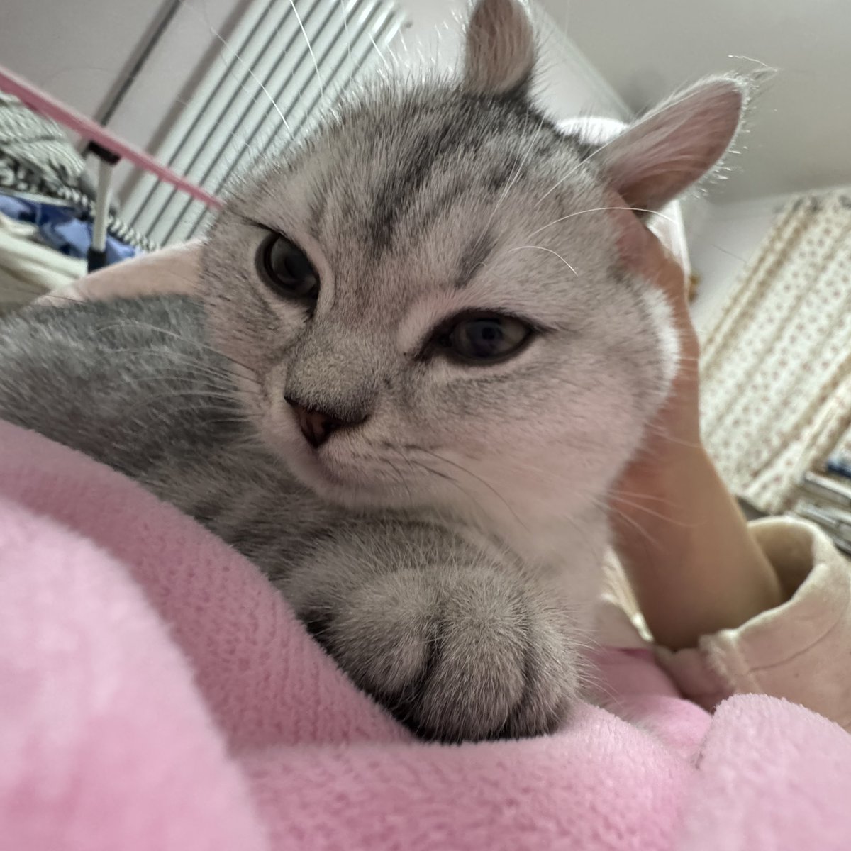 chnll157625's tweet photo. 未来的老婆，我们的猫会变成小兔子
#le #wlw #les https://t.co/iau0aaNVBC