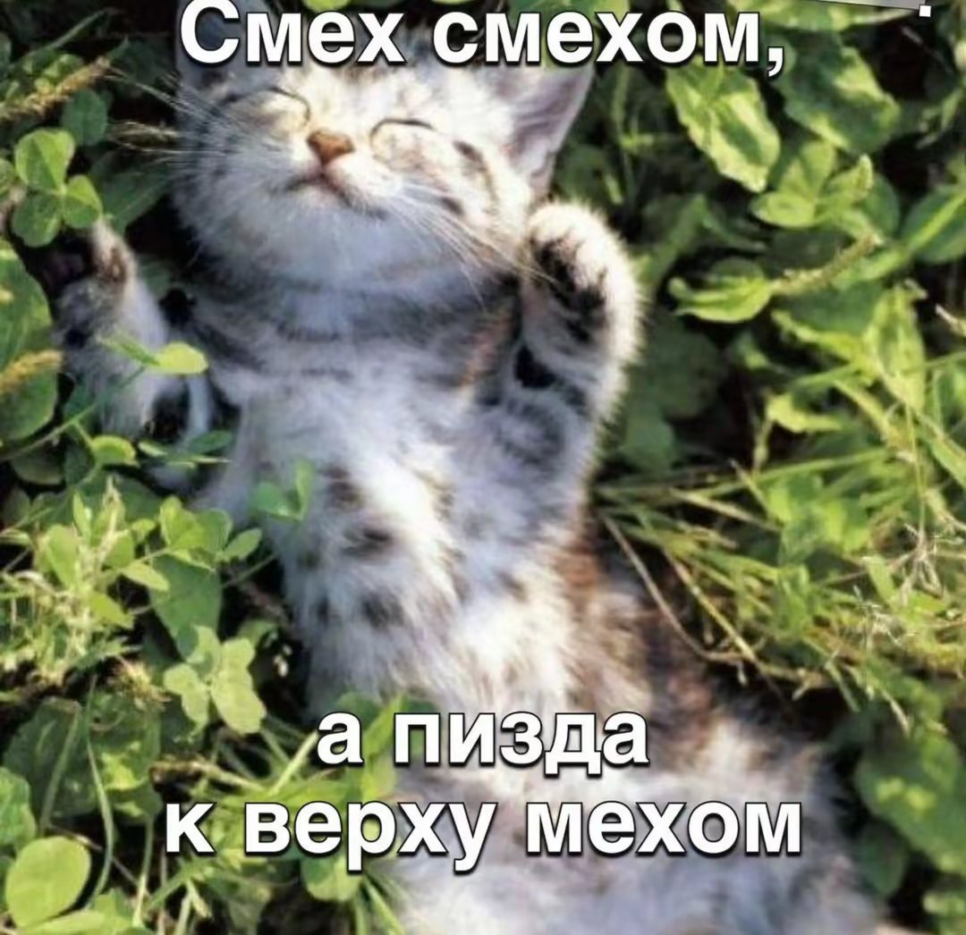 milkinsde's tweet photo. мои дорогие падпищеки https://t.co/OOQF0VRW25