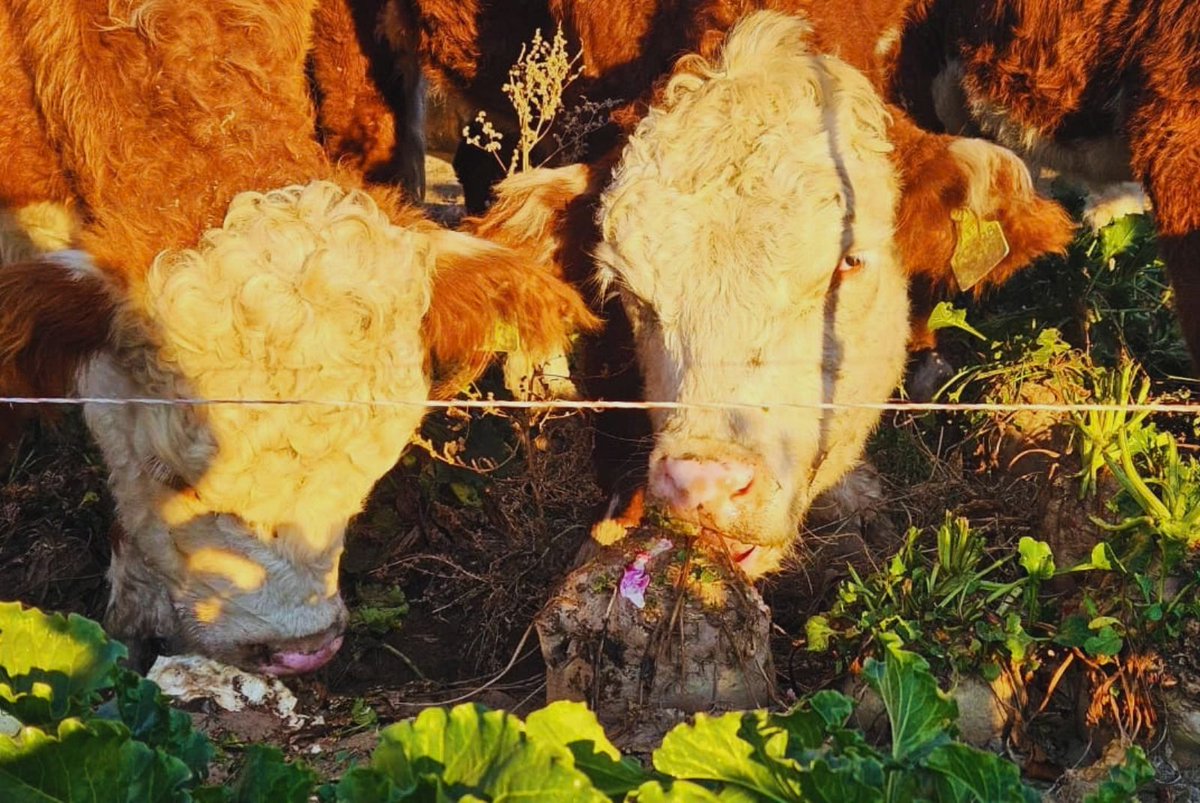 INTAInforma's tweet photo. Remolacha forrajera: una alternativa para producir carne de calidad en invierno

Un trabajo del INTA evaluó la calidad de la carne de novillos terminados con remolacha forrajera en pastoreo directo y la comparó con animales alimentados con maíz.

👉🏼https://t.co/g9DVqqKHx1 https://t.co/comj3al2u6