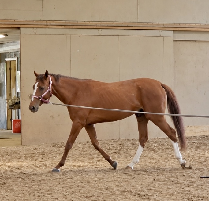 AfterFinishLine's tweet photo. Oct Hay Grant #6 Shifting Strides-CT $1200 for 120 sq bales. Caughtandcollected arthritis in ankles-had therapeutic shoeing then began training-earned $150K. ChesapeakeDream 4y/o retired sound-Eventing career. WickedHeiress had minor stress fracture-training for Children's Hunter https://t.co/TA6ylKqxms