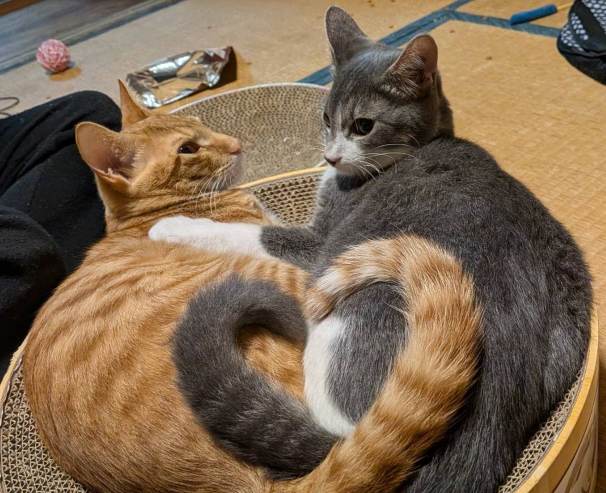 nekopannti_kuu's tweet photo. 今日のにゃんこ
尻尾ハート♥️
#猫　#猫好きさんと繋がりたい https://t.co/1xr810janW