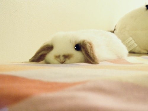 aesfen's tweet photo. does bunny want something?
#wlw #bunny https://t.co/0PCjSiGEqj
