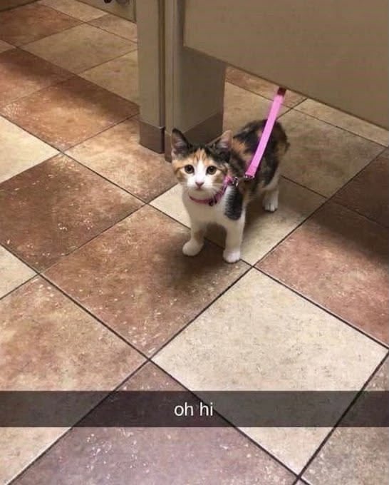 HOOF_ZEN's tweet photo. this fucking image makes me laugh so hard why are you in a bathroom even https://t.co/EeihKIk1xC