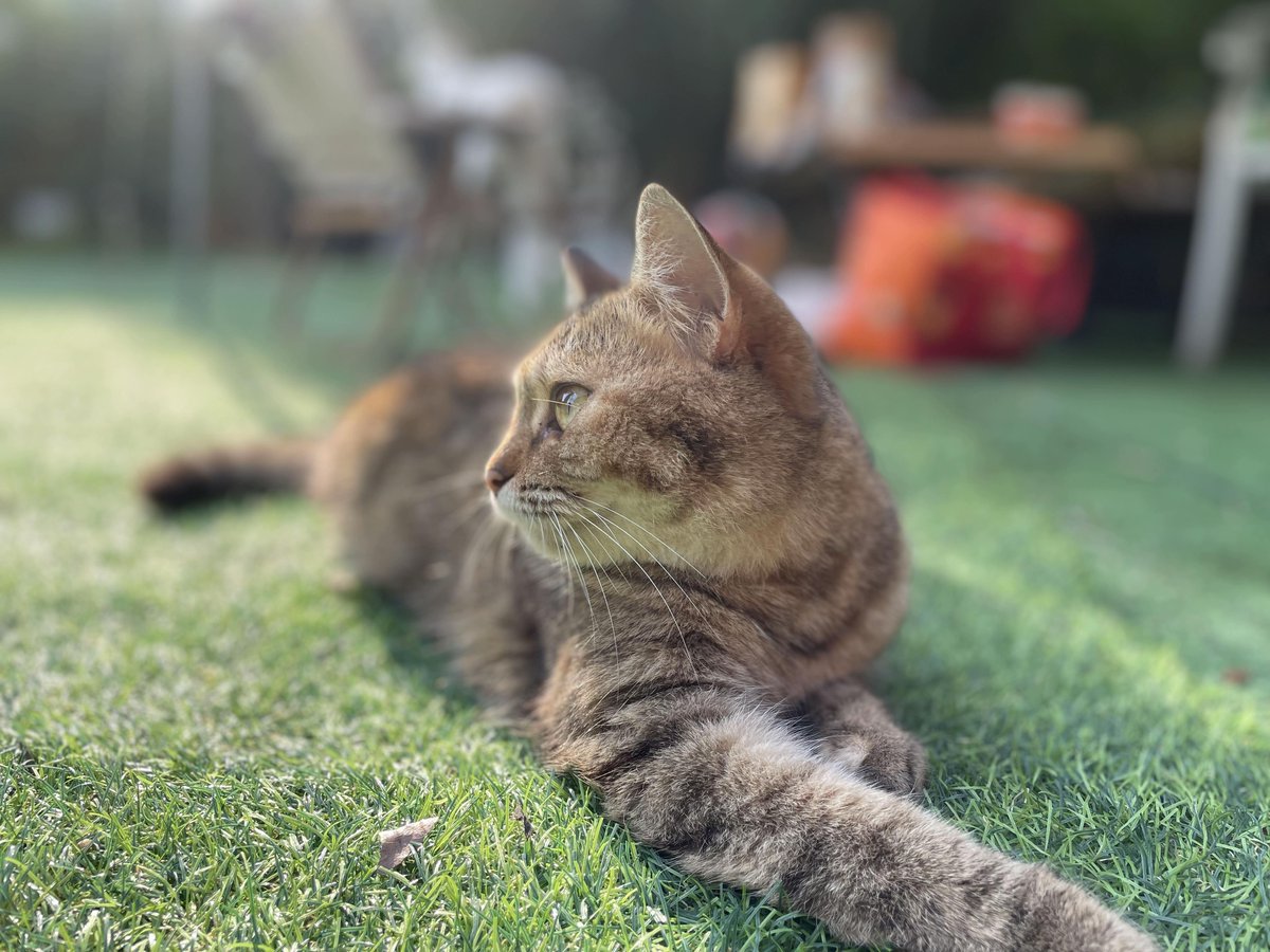 audgus0423's tweet photo. [散歩の帰り道、順脚環を付けた猫ちゃんと再会！可愛くて思わず写真を撮っちゃった]， https://t.co/cECVH7PCnt